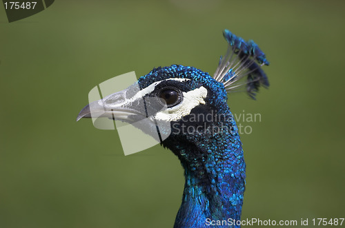 Image of Peacock