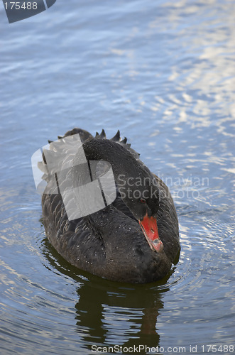 Image of Black swan