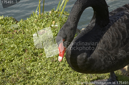 Image of Black swan