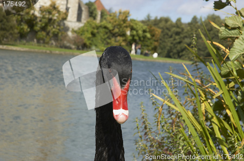 Image of Black swan