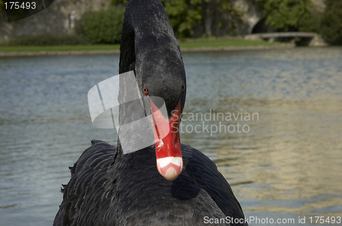 Image of Black swan