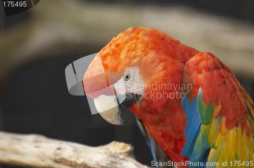 Image of Red Macaw