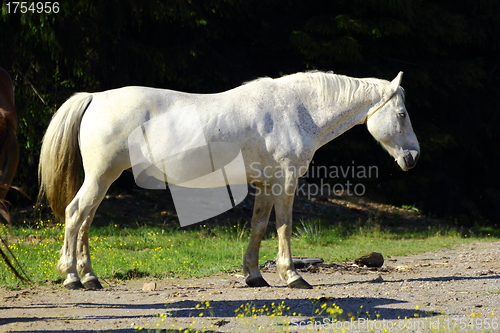 Image of beautiful white horse