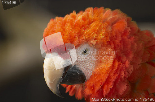 Image of Red Macaw