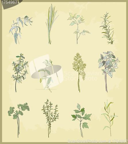 Image of Collection of fresh herbs. Illustration spicy herbs.