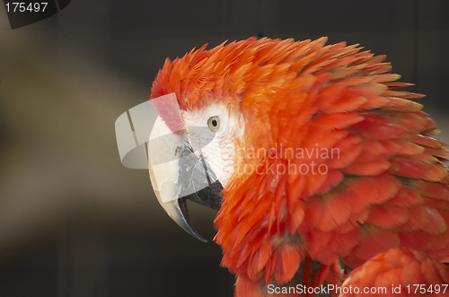 Image of Red Macaw