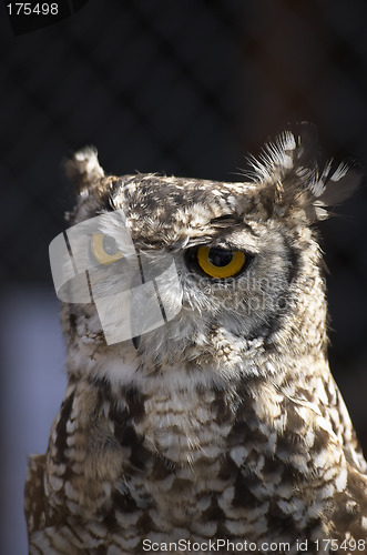 Image of Owl