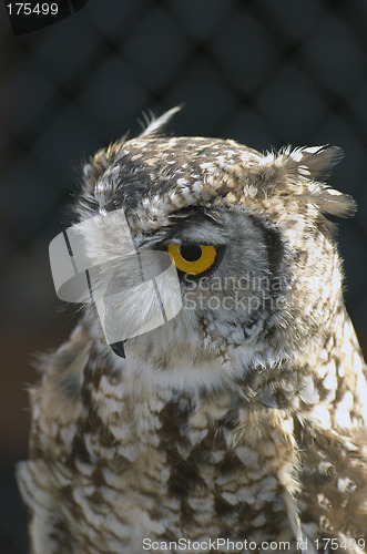 Image of Owl