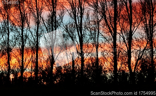 Image of leafless Trees