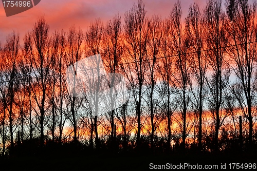 Image of leafless Trees