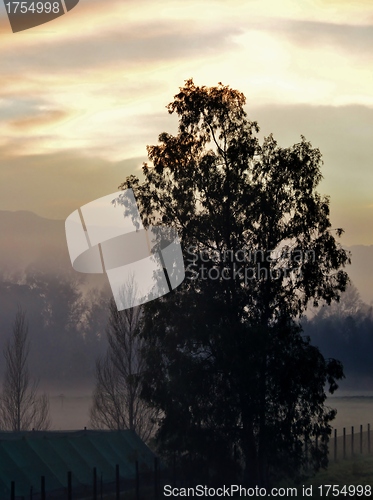 Image of blue gum tree