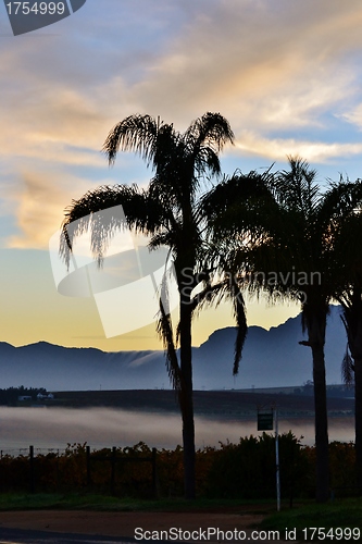 Image of Palm trees
