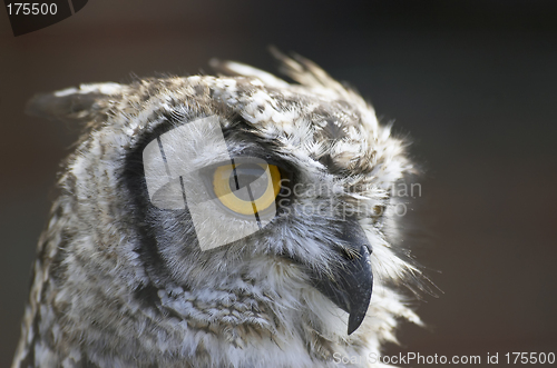 Image of Owl