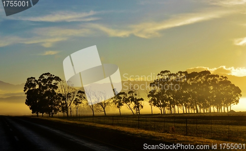 Image of Blue gum trees