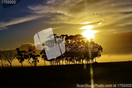 Image of Blue gum trees