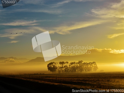 Image of Blue gum trees