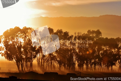 Image of Blue gum trees