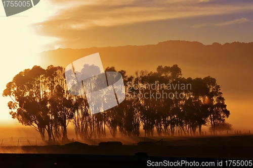 Image of Blue gum trees