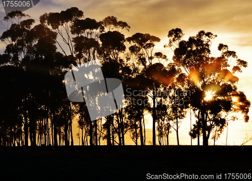 Image of Blue gum trees