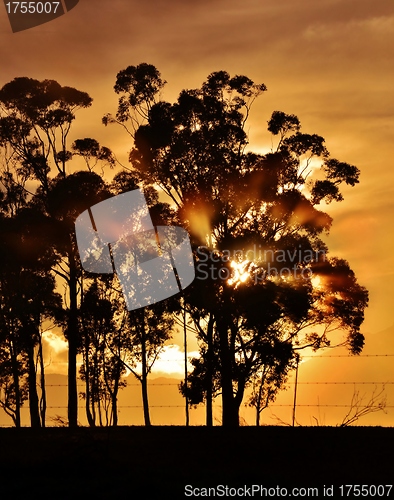 Image of Blue gum trees