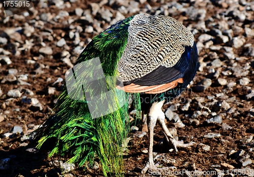 Image of Peacock