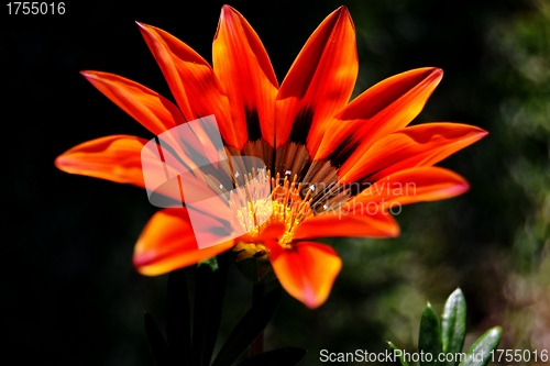 Image of Beautiful flower