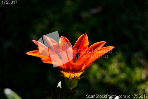 Image of Beautiful flower