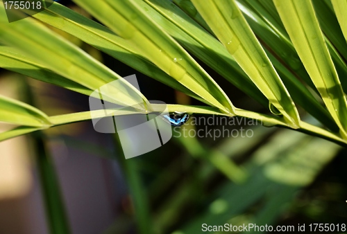 Image of Water drop