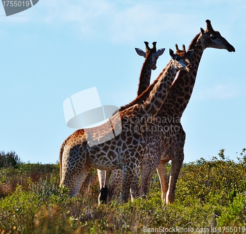 Image of Giraffe