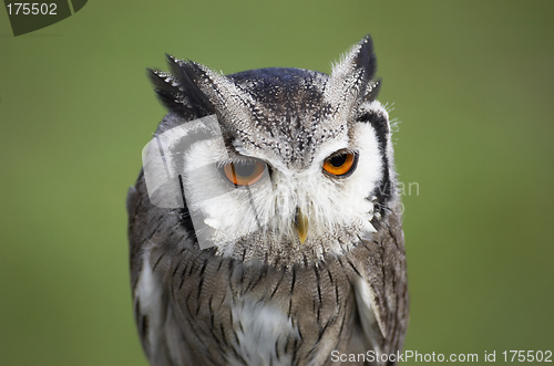 Image of Owl