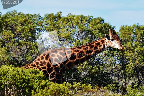 Image of Giraffe