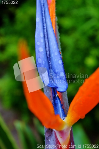 Image of reginae strelitzia