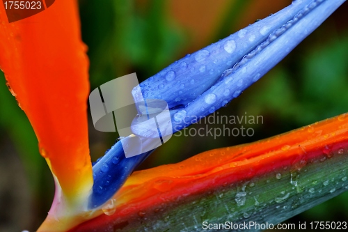 Image of reginae strelitzia