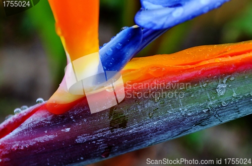 Image of reginae strelitzia