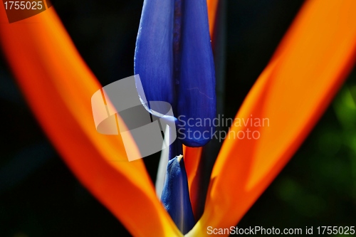 Image of reginae strelitzia