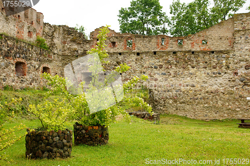 Image of Plants and stones