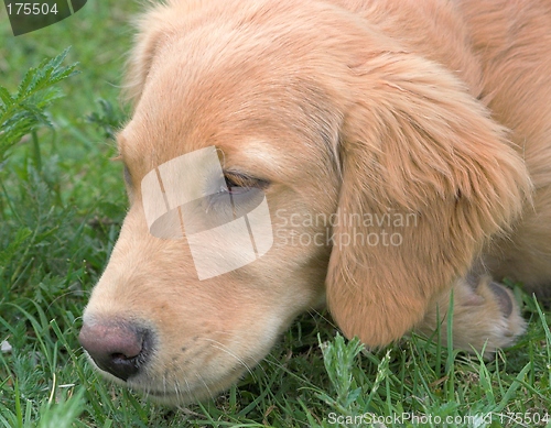 Image of Puppy