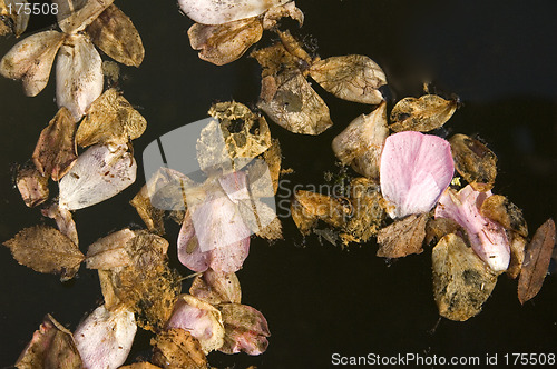 Image of Autumnal decay