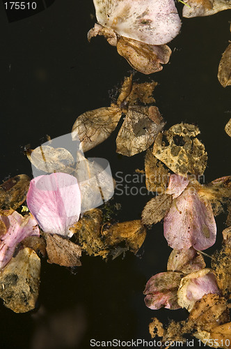 Image of Autumnal decay