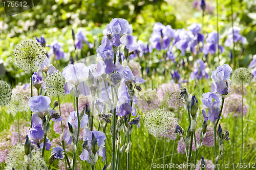 Image of Bearded Iris