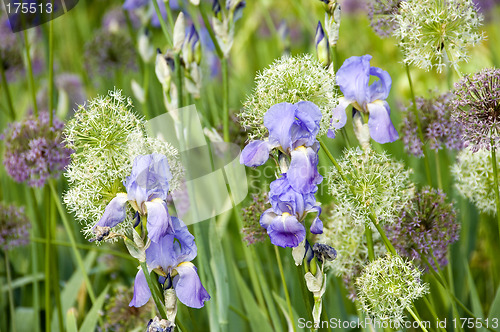 Image of Bearded Iris 02