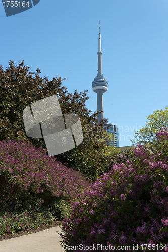 Image of CN Tower seen from the Music Garden.