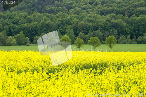 Image of Canola field 01