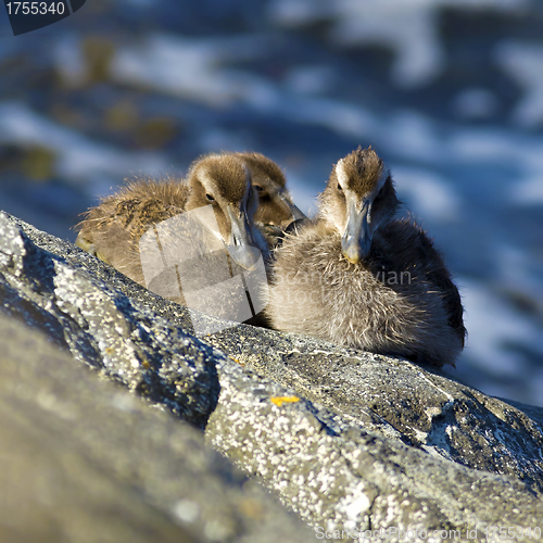 Image of Duckling family