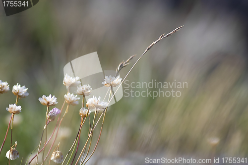 Image of Thrift flower