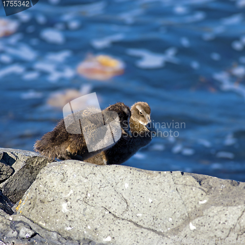 Image of Duckling family