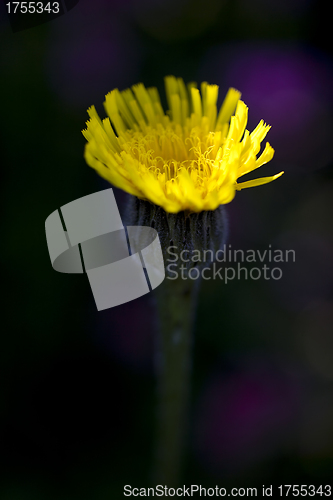 Image of Yellow Hawkweed