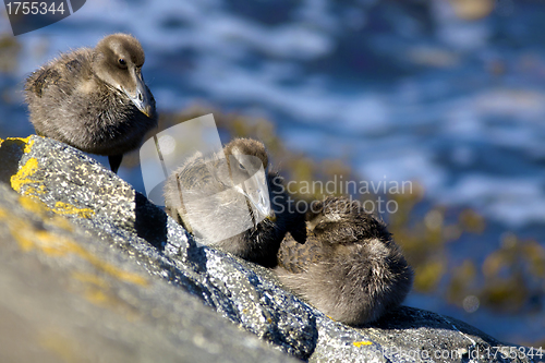 Image of Duckling family