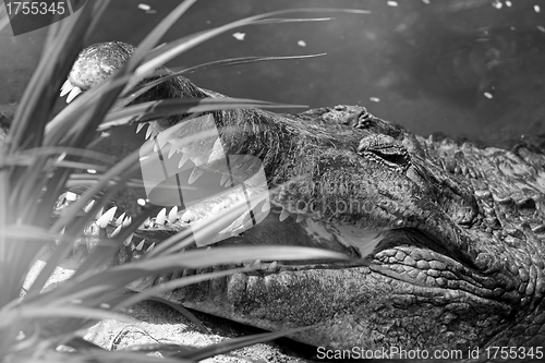 Image of Crocodile portrait