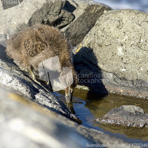 Image of Duckling family